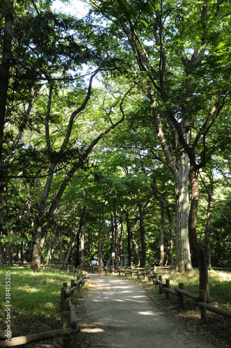 井の頭公園の並木