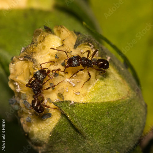 Ants on a flower bud in the garden