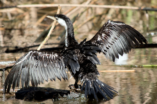the pied cormorant is drying it wings in the sun © susan flashman