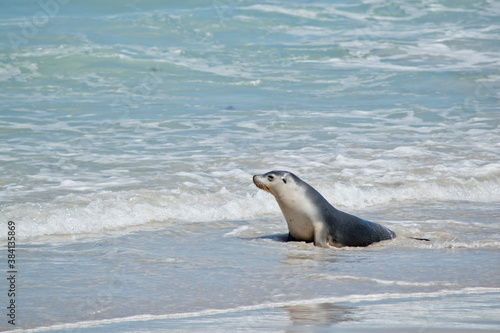 this is a female sea lion at Seal Bay