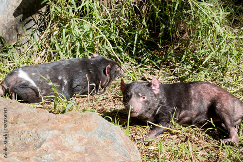 the two Tasmanian devils  are resting in the sun