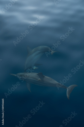Bais Dolphins © sam