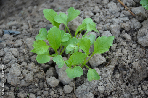 bunch the small ripe green radish plant seedlings in the garden.