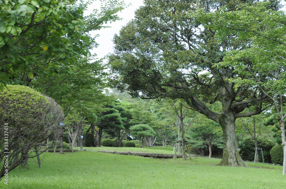 八幡山公園の緑