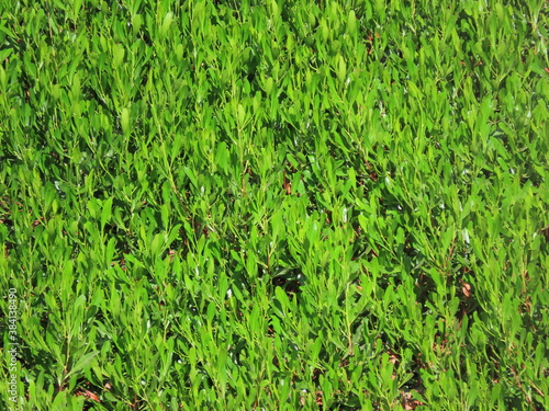 Beautiful natural background of green branches and leaves in summer in Israel.