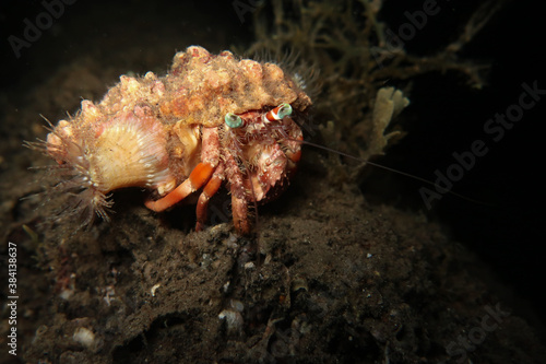 Hermit crab exploring the night life
