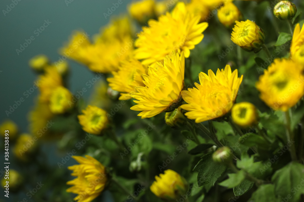 Bouquet of yellow chrysanthemums for a gift, autumn flowers close-up. Bouquet of yellow chrysanthemums for a gift, autumn flowers close-up.