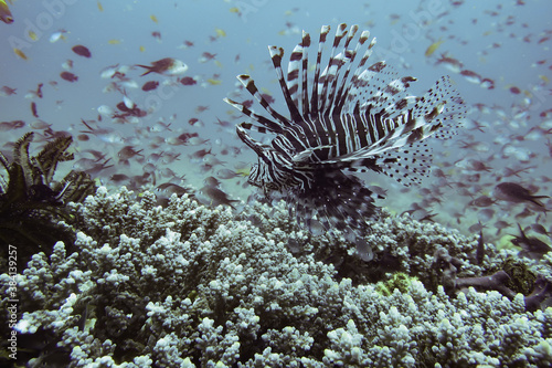 A lionfish hunts slowly above a coral reef