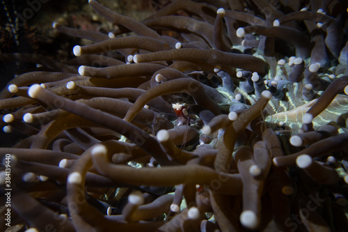 Home of a Mushroom Coral Shrimp