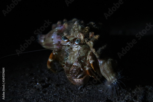 Hermit Crab exploring the reef at night