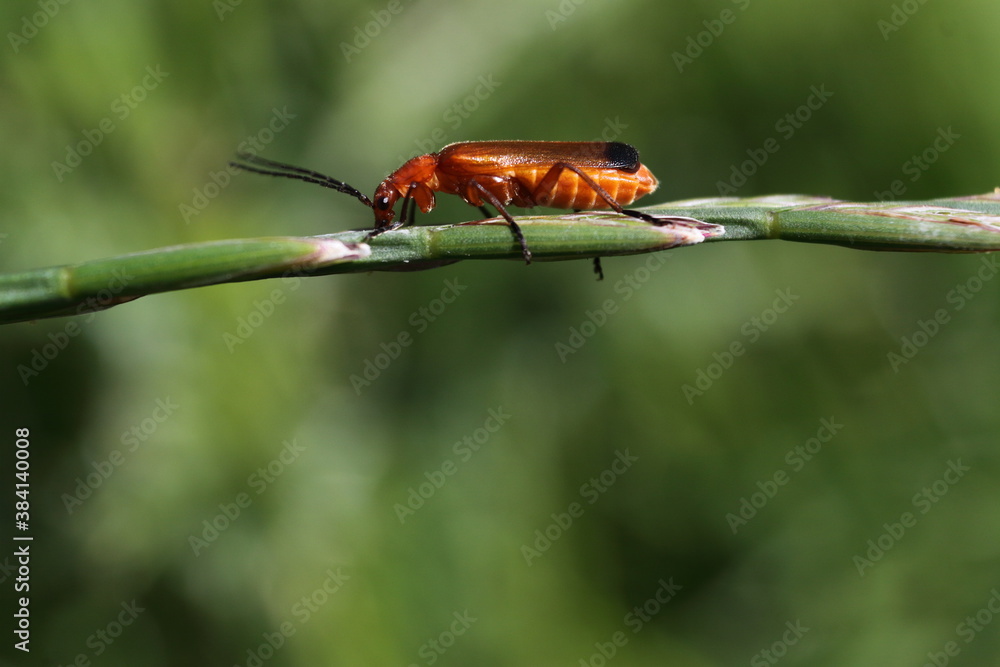 Naklejka premium red soldier beetle one a grass flower head