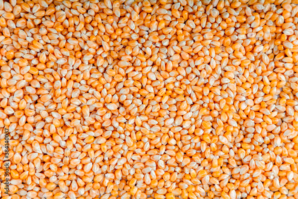 Spread ed yellow corn kernels Background. Corn texture lots of corns or maize as background. dry corn seed for animal feed.