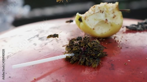 Yellow jacket wasps eating a lollypop ignoring an apple nearby.