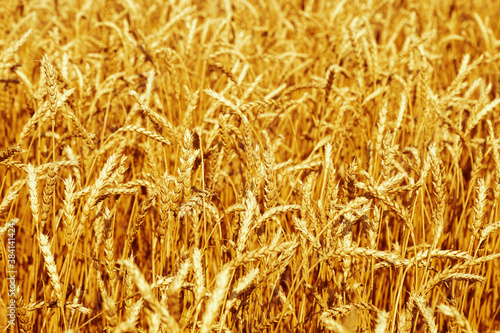 Rural scenery. Background of ripening ears of wheat field. Crops field.