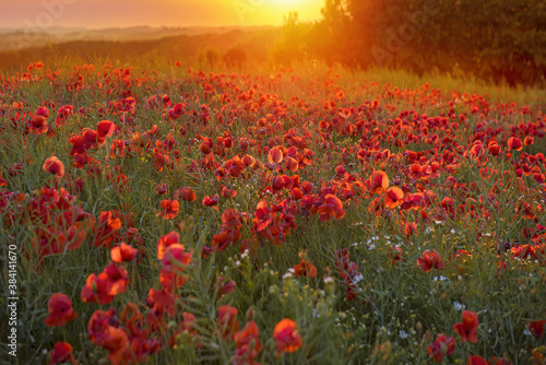 The Sun setting on a field of poppies, Jutland, Denmark.	