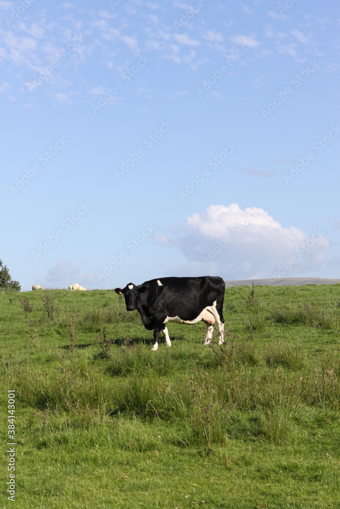 Fototapeta premium cow in a field