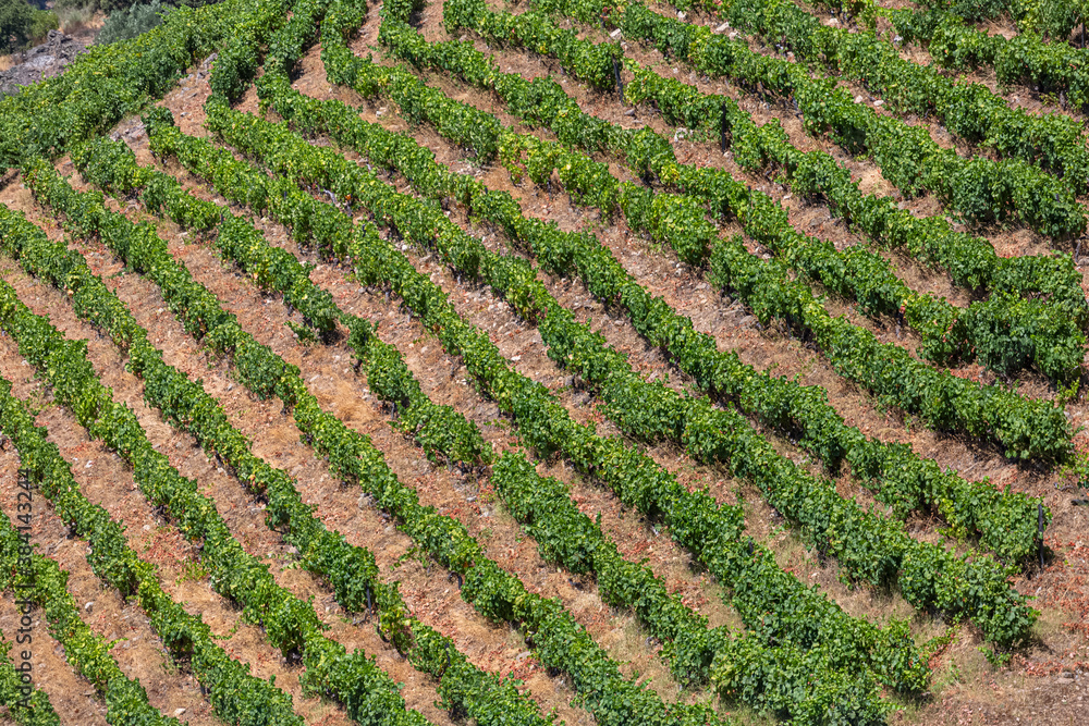 View of a farm, agricultural fields with vineyards, typically Mediterranean View of a farm, agricultural fields with vineyards, typically Mediterranean