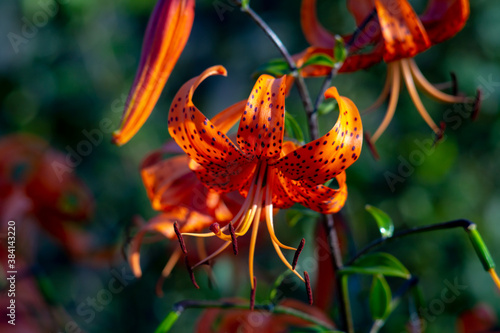 Tiger lilies in garden. Lilium lancifolium  syn.L. Tigrinum  is one of several species of orange lily flower to which the common name Tiger Lily is applied. Can be used as a wallpaper or background.