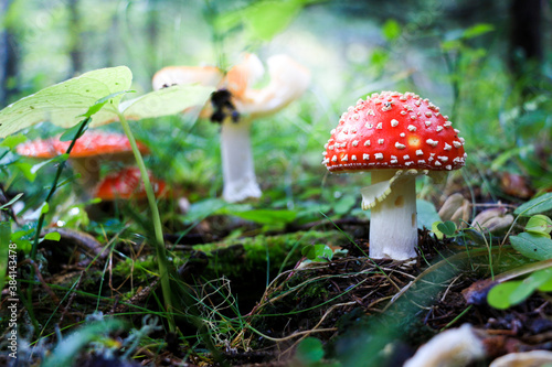 Obraz na płótnie amanite tue-mouche  dans la forêt