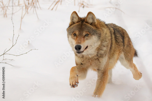 Wolf. Wild animal on snow in winter forest. Canis lupus