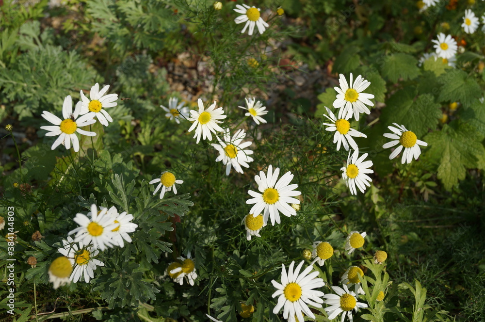 daisy chamomile flowers summer white green plant meadow beautiful daisy chamomile flowers summer white green plant meadow beautiful