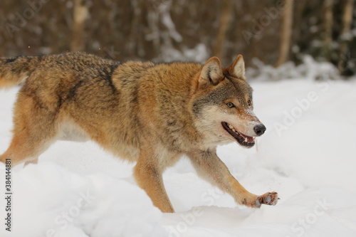 Wolf. Wild animal on snow in winter forest. Canis lupus