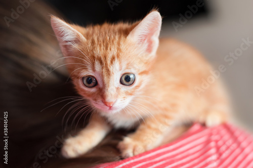 Cute little red kitten sitting on his owner back. Small curious red cat looking at the camera. Pets adoption and lifestyle concept.