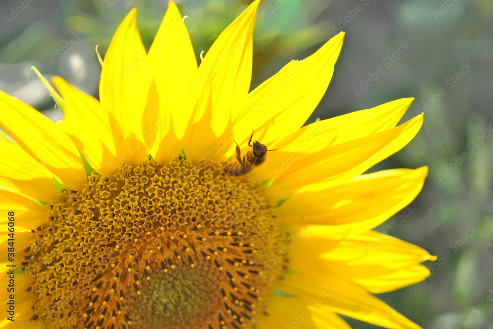 Naklejka premium Blooming sunflower with bee close up detail, soft blurrybokeh background