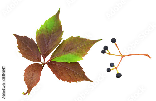 Colorful autumn leaf and bl...