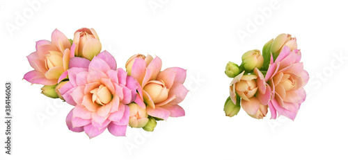 Set of pink calanchoe flowe...