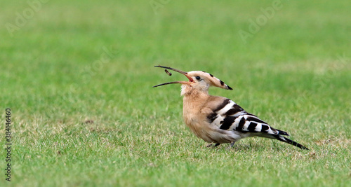 Hoopoe feeding on a cricket pitch in Yorkshire, a rare and exotic visitor