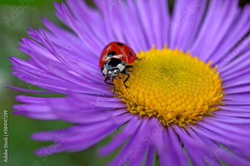 ladybird on purple flower