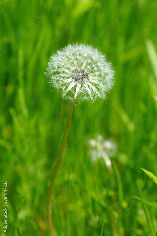 Fototapeta premium タンポポ