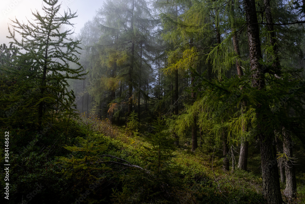 Obraz premium Light in the Forest