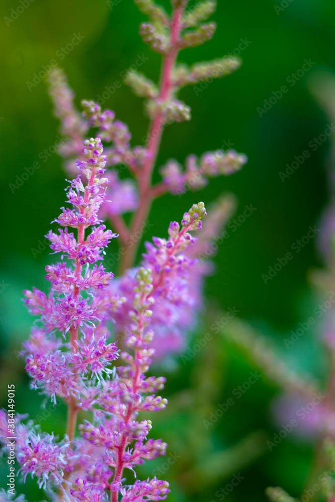 branch of pink spireia in bloom close up branch of pink spireia in bloom close up