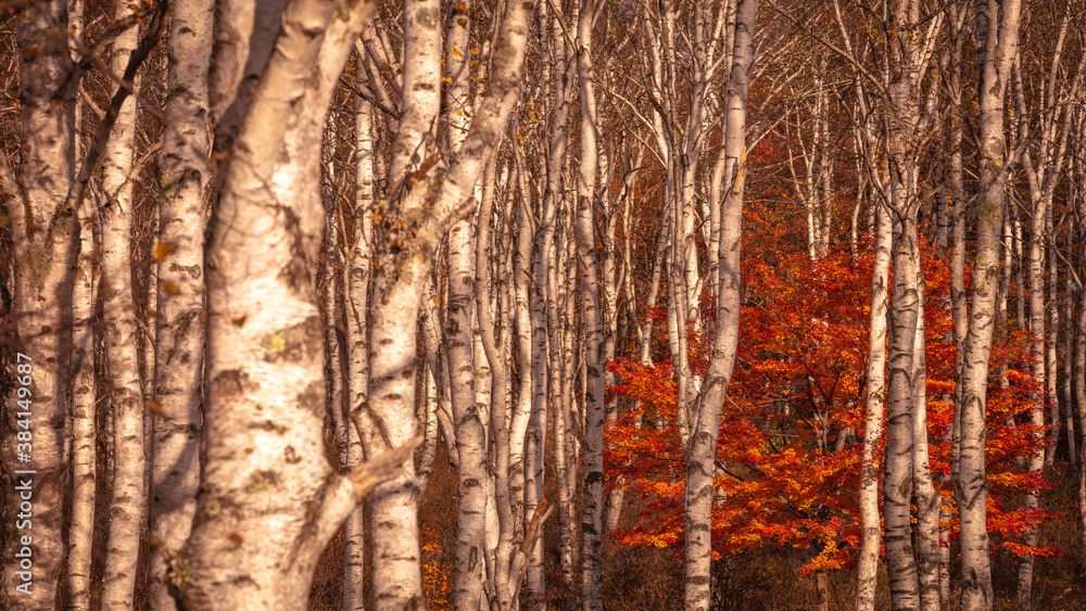 Obraz premium 長野県 白樺群生地 紅葉