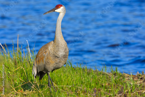 Sandhill Crane on a Grassy Shore, Sleeping Bear Dunes National Lakeshore, Michigan, USA