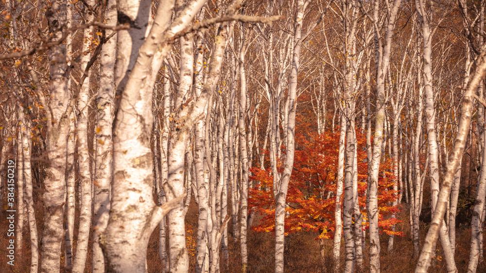 Obraz premium 長野県 白樺群生地 紅葉