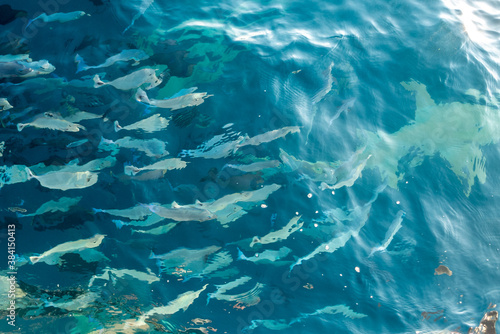 Shark followed by shoal of fish in blue water of Indian ocean on Maldive islands shot from below