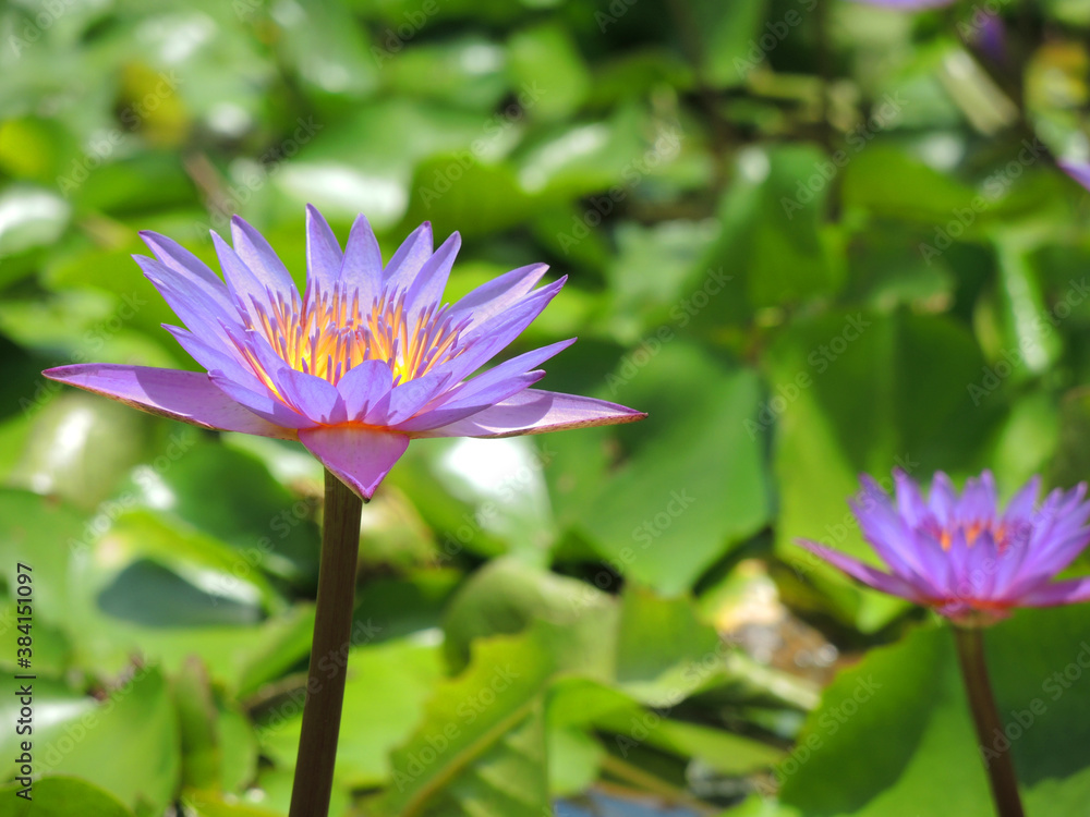 Close up Purple lotus flower (Water Lily) with yellow pollen in the pond. 