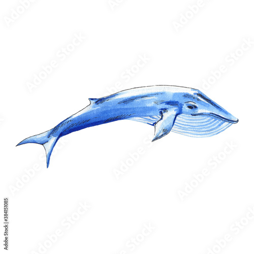Watercolor blue whale isolated on white background