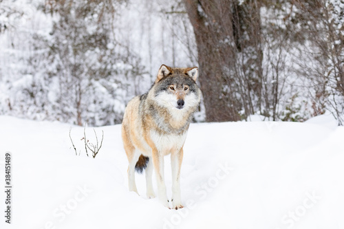 Beautiful wolf standing in the snow in beautiful cold winter forest © kjekol