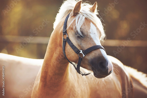 A beautiful palomino  horse with long bangs is illuminated by a soft gentle light and stands with closed eyes, enjoying the Sunny warm summer day. photo