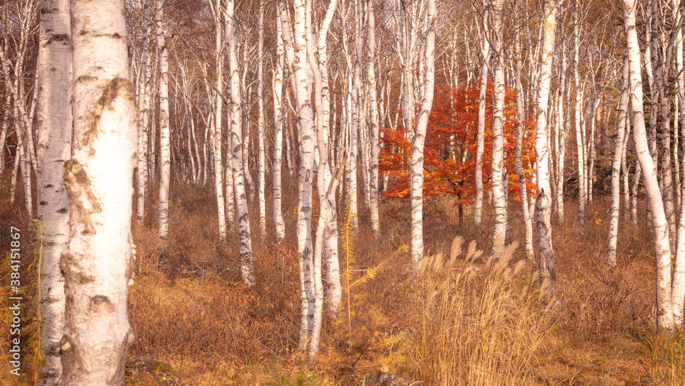 長野県 白樺群生地 紅葉 長野県 白樺群生地 紅葉