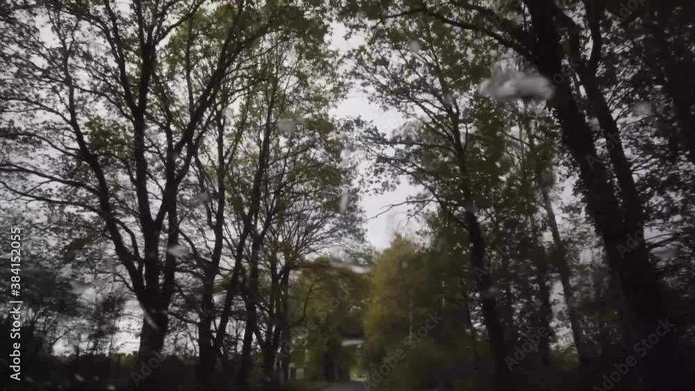 Trees going by from inside a car Trees going by from inside a car