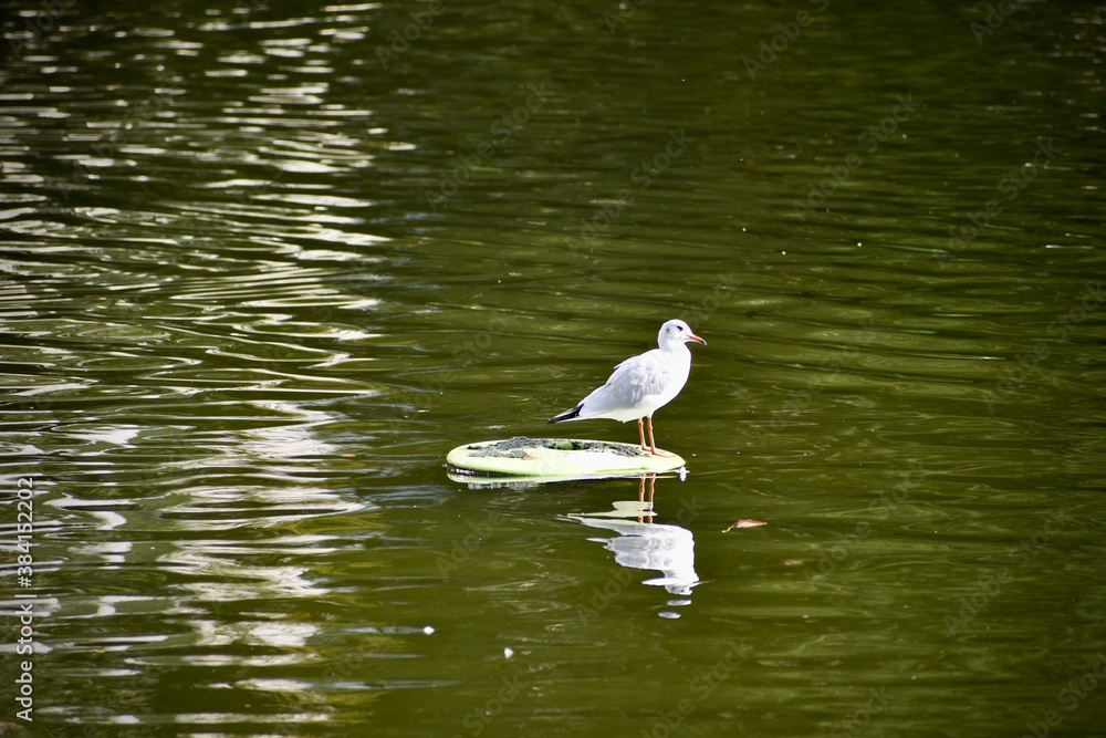 White seagull on a piece of plastic on green waters White seagull on a piece of plastic on green waters