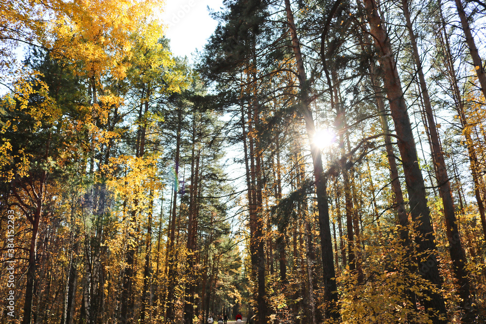 Indian summer is an autumn mixed forest with birches and pines. Colorful yellow birch foliage. Sunbeams making their way through tree branches. Indian summer is an autumn mixed forest with birches and pines. Colorful yellow birch foliage. Sunbeams making their way through tree branches.