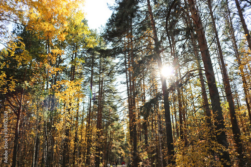 Indian summer is an autumn mixed forest with birches and pines. Colorful yellow birch foliage. Sunbeams making their way through tree branches.