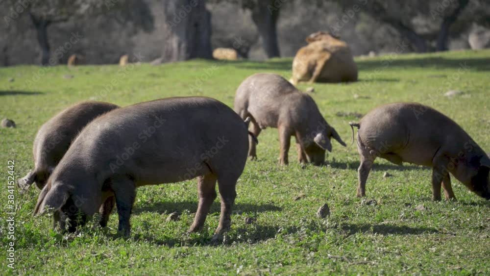 Four Iberian pigs eating grass in the field with background of Limousin cows lying down Four Iberian pigs eating grass in the field with background of Limousin cows lying down