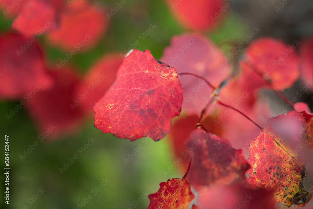Bright red autumn aspen leaf on green background